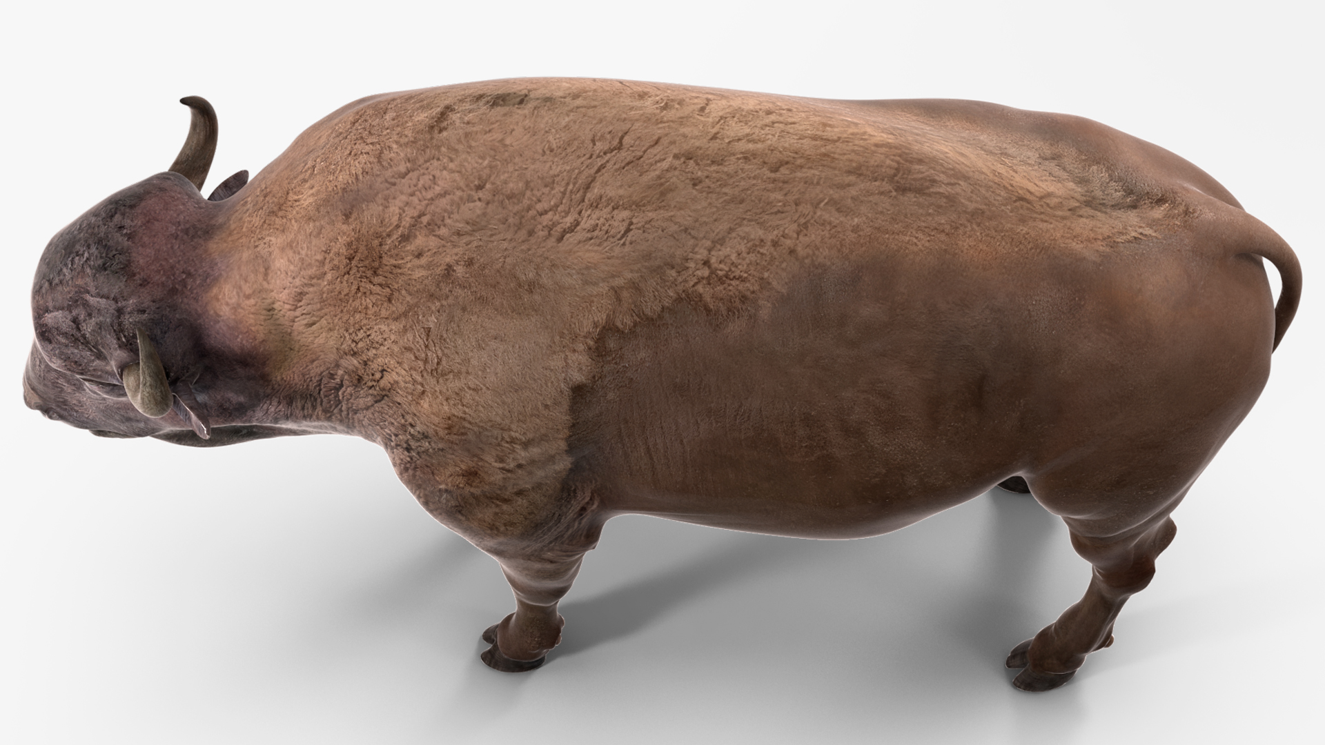 American Bison Bull 3D model