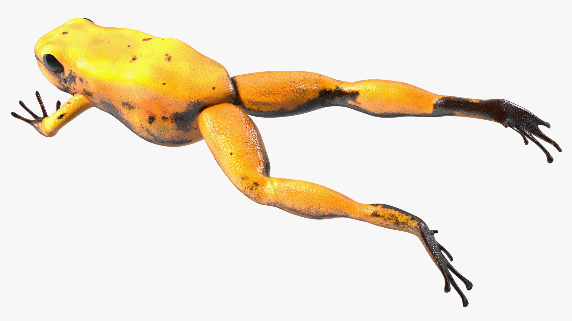 Jumping Orange Phyllobates Terribilis 3D