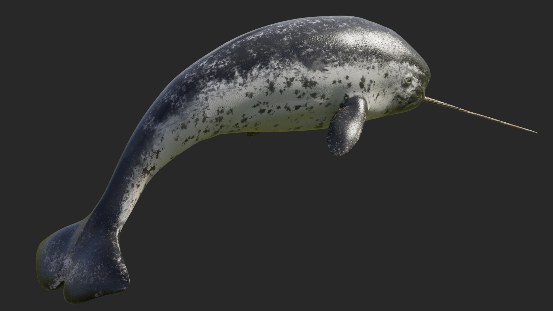 Narwhal Jumping out Pose 3D model