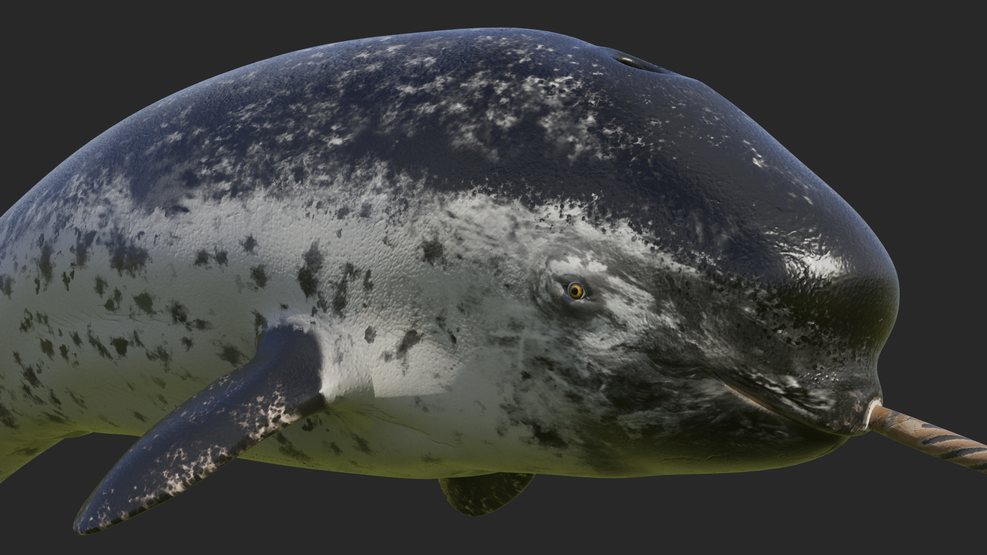 Narwhal Jumping out Pose 3D model