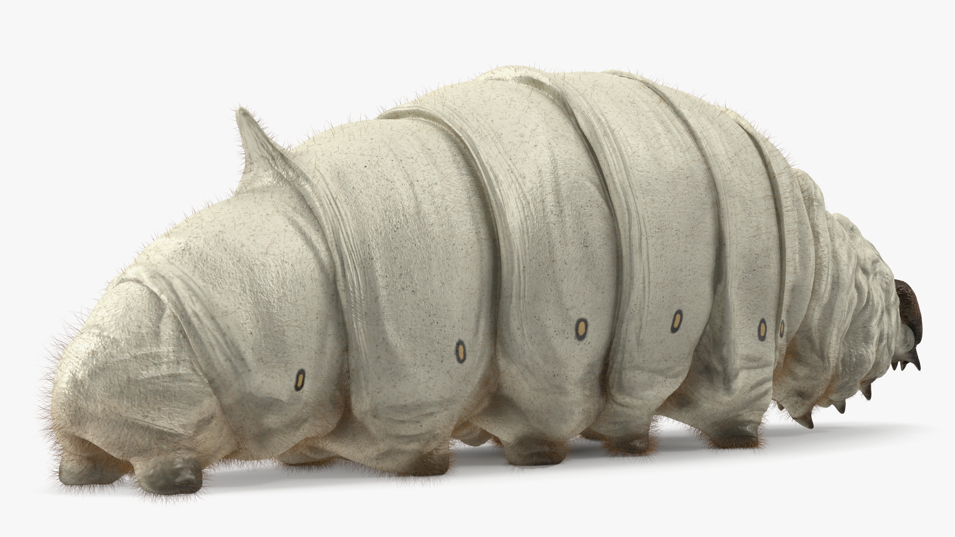 3D Silkworm White Fur model