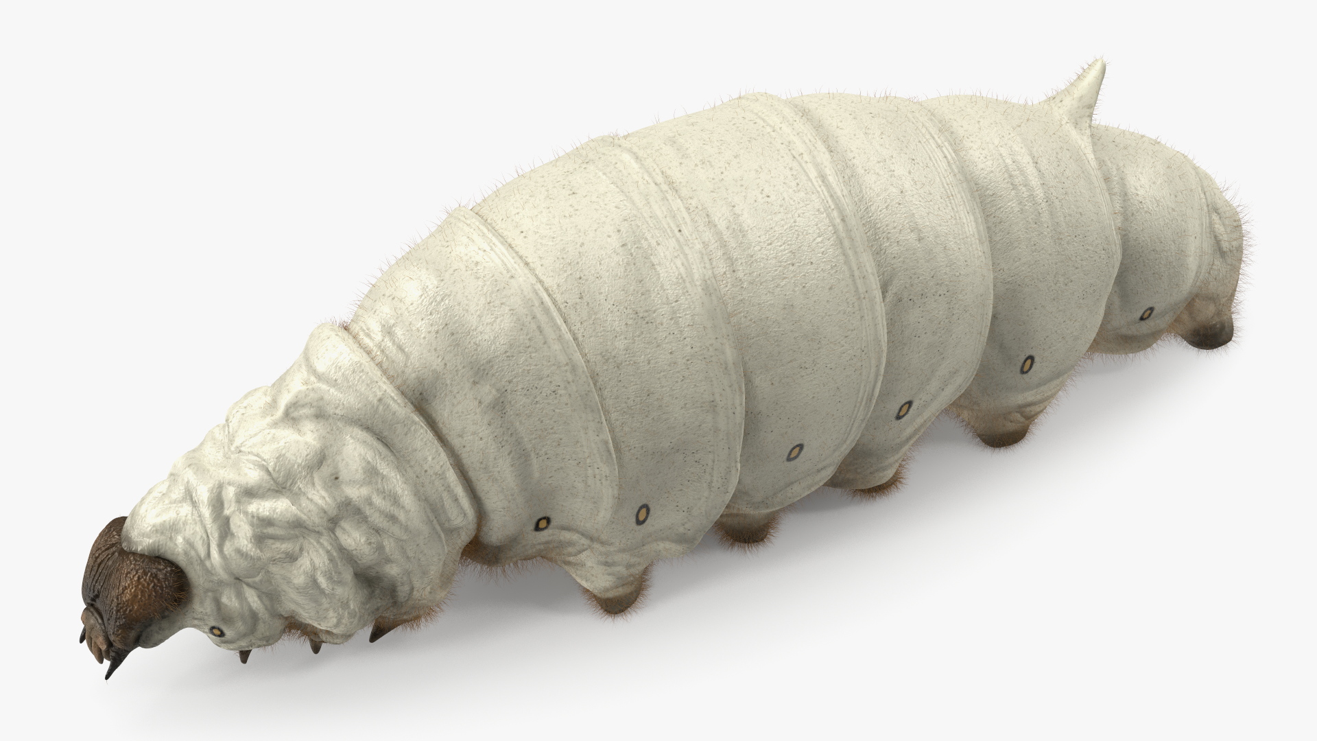 3D Silkworm White Fur model