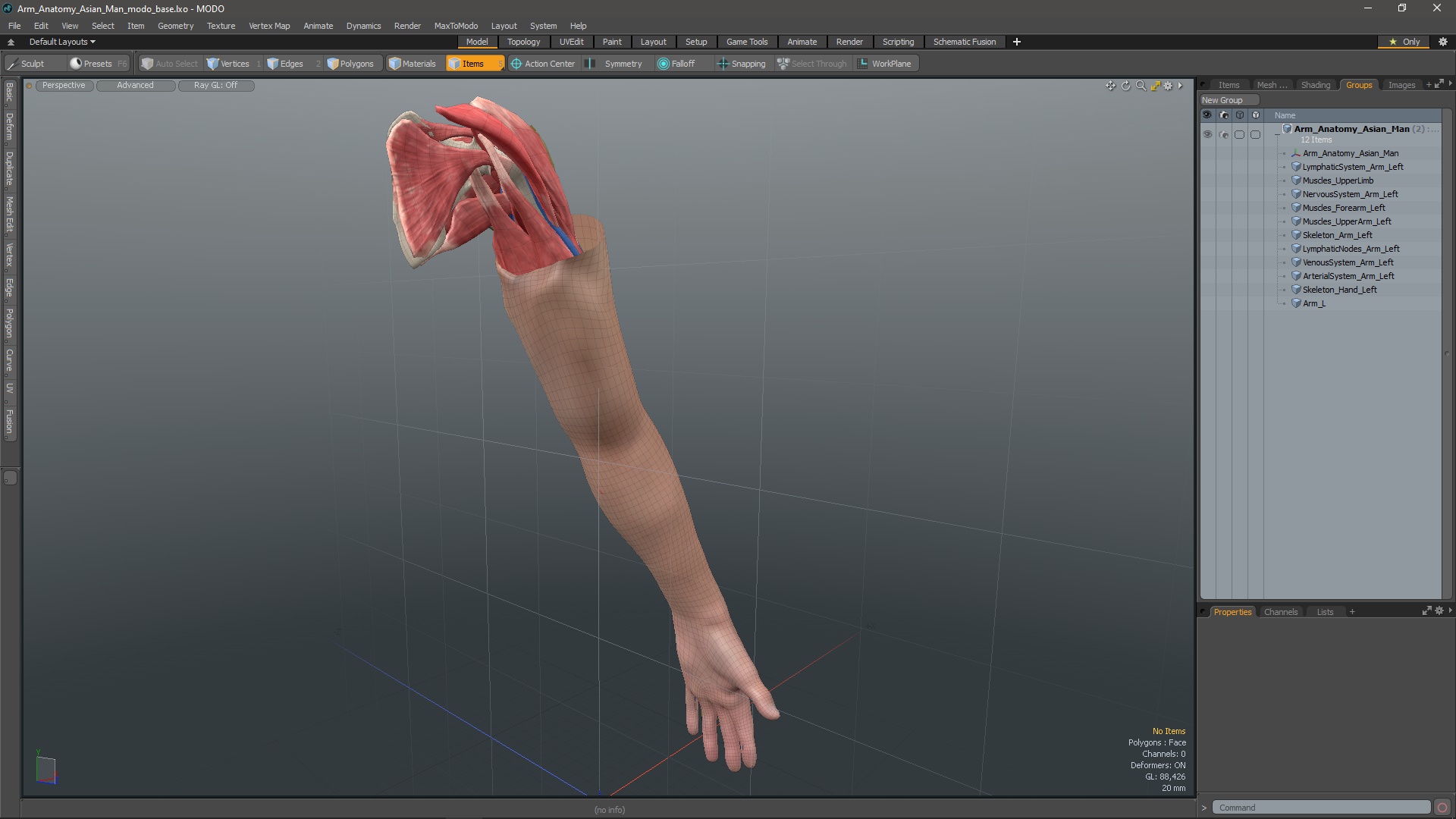 3D Arm Anatomy Asian Man