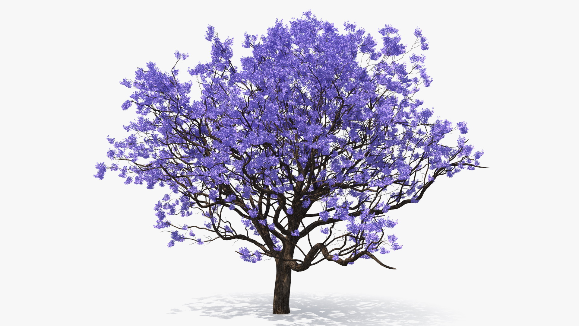 3D Blooming Jacaranda Tree without Leaves model