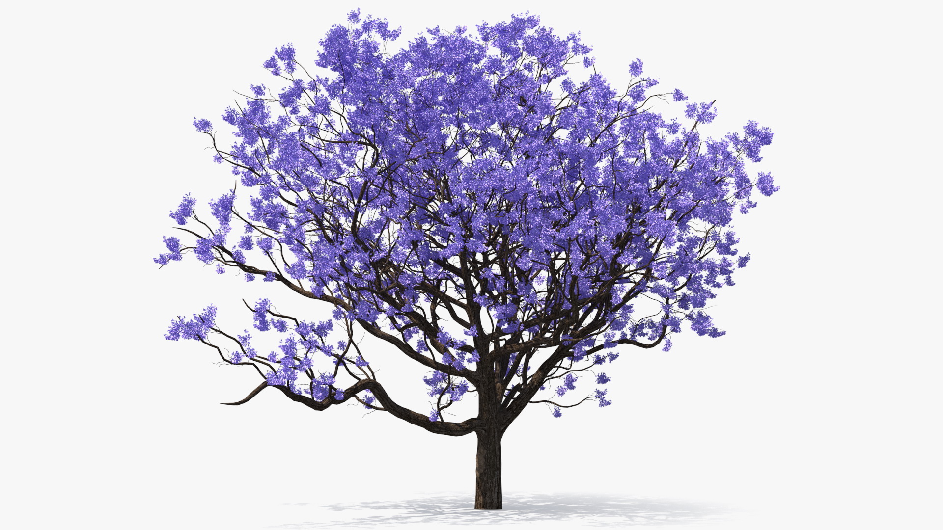 3D Blooming Jacaranda Tree without Leaves model