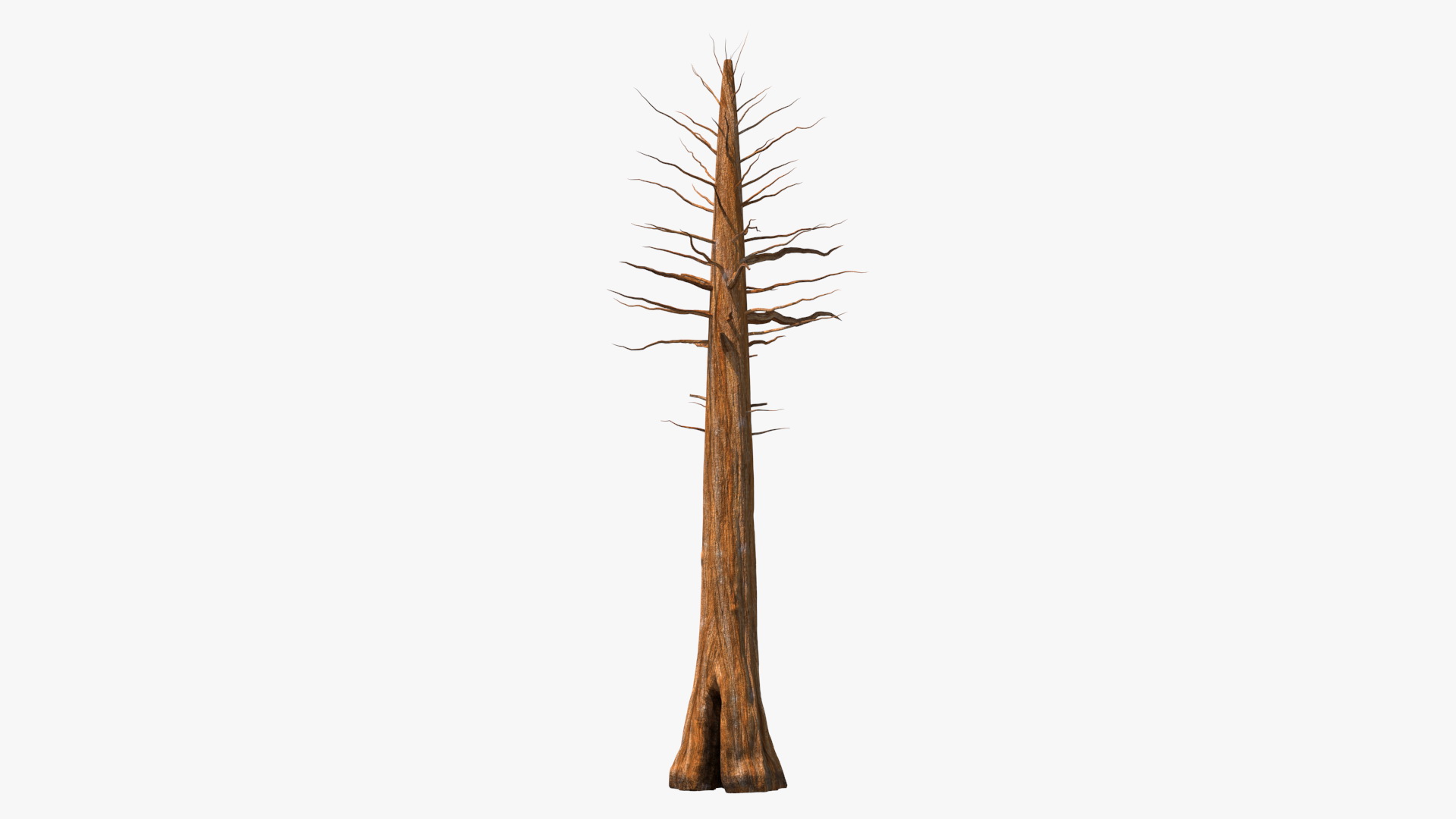 Giant Sequoia Trunk 3D model