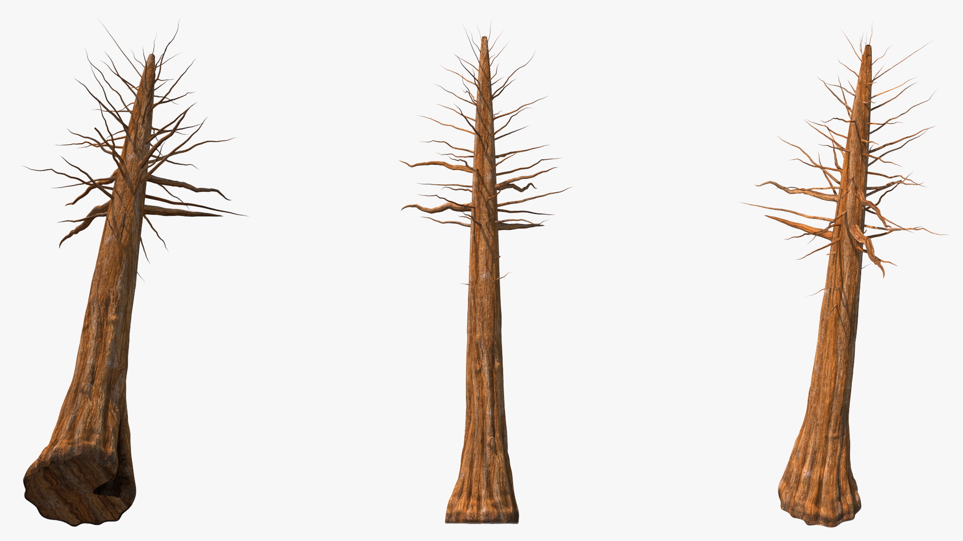 Giant Sequoia Trunk 3D model