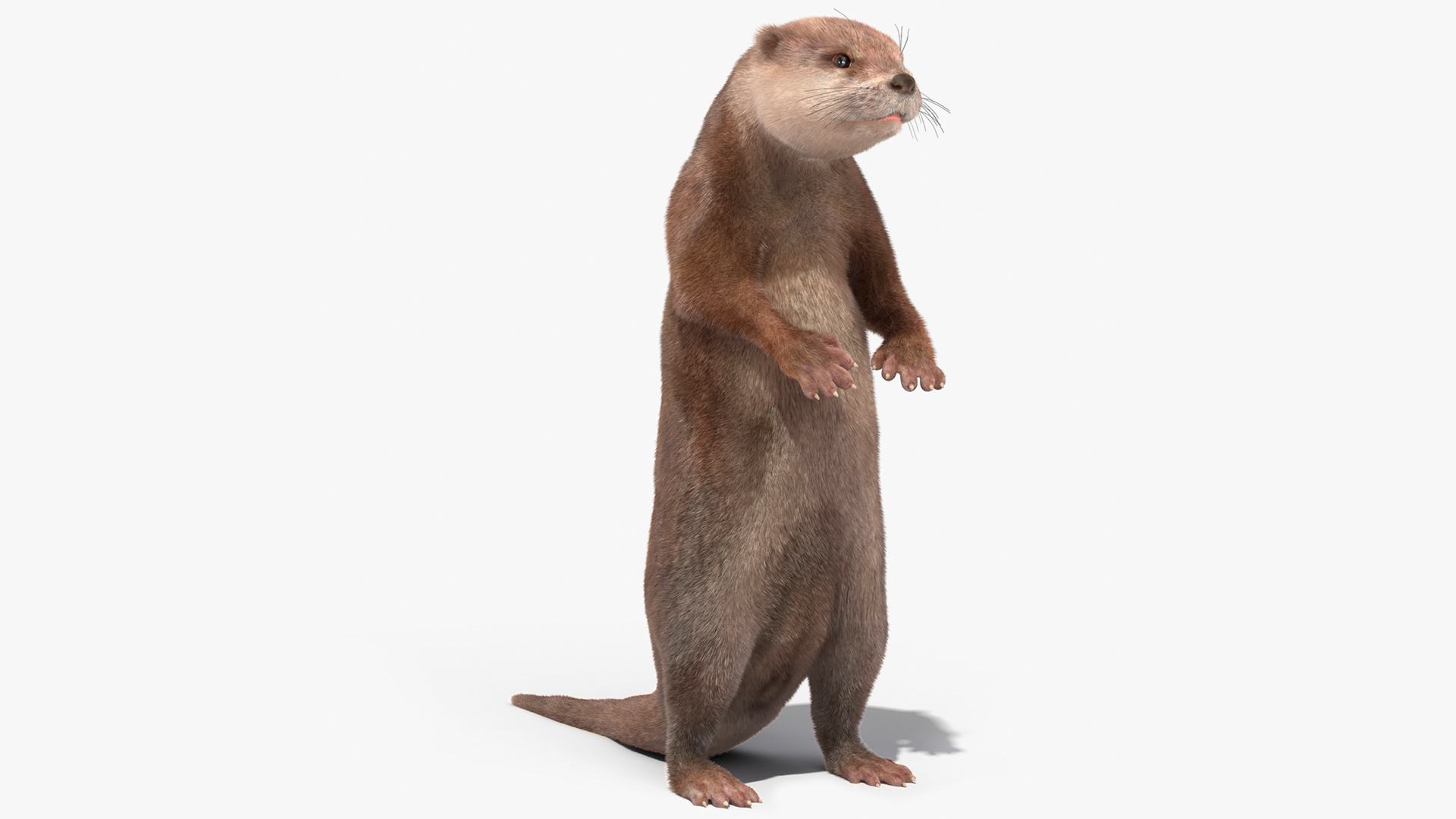 River Otter Standing Pose Fur 3D model