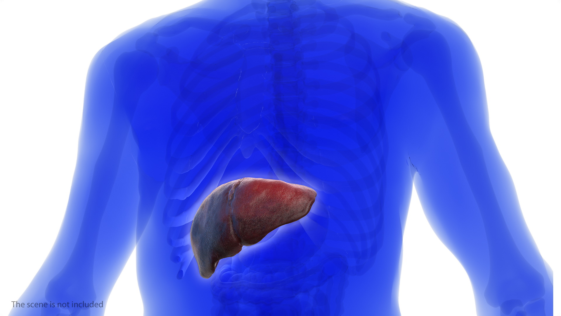 3D Human Liver