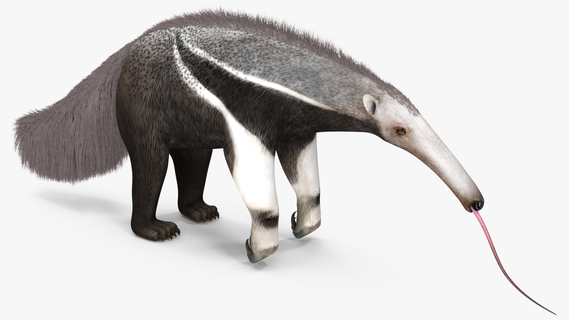 Anteater Standing Pose 3D