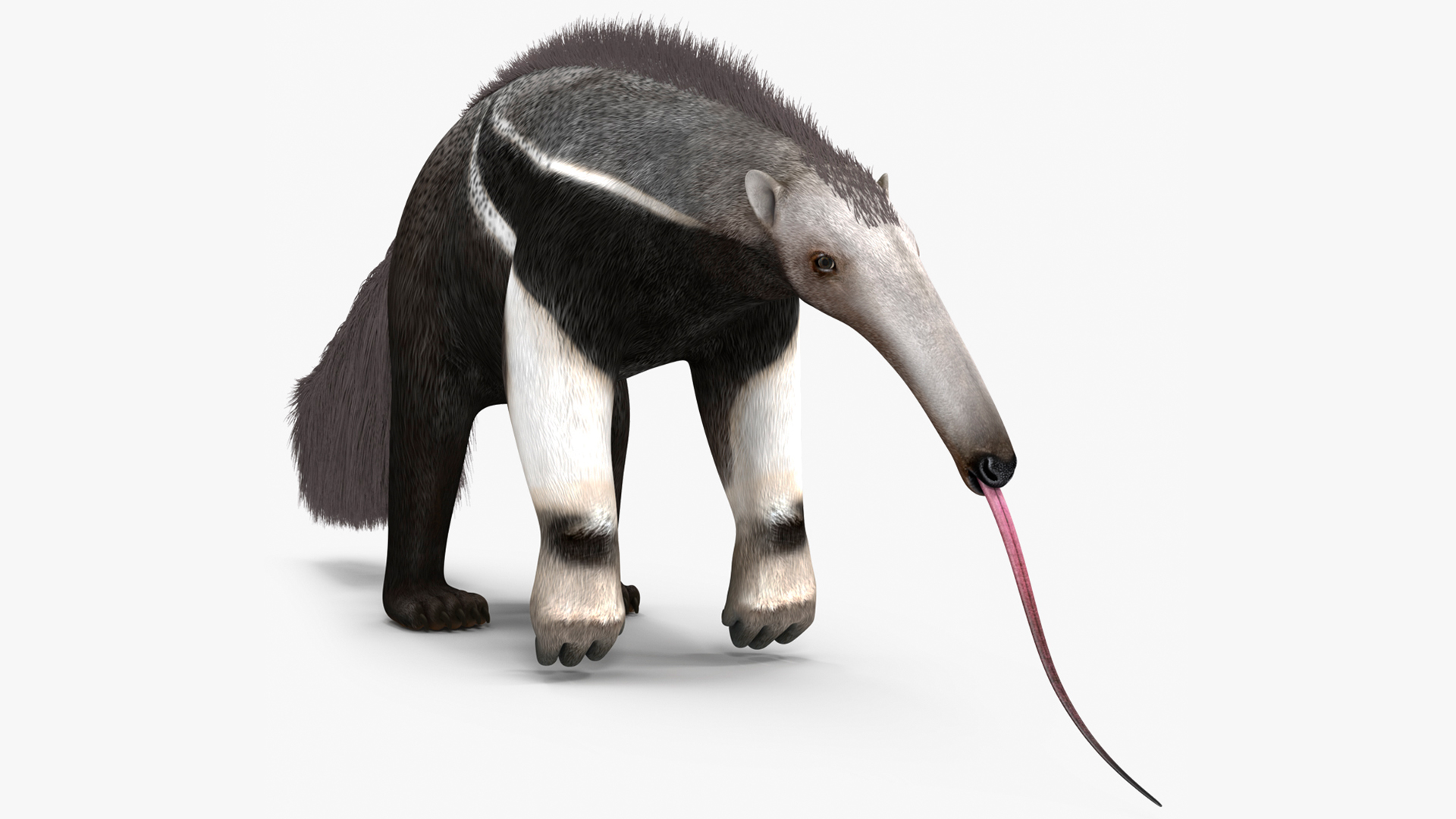 Anteater Standing Pose 3D