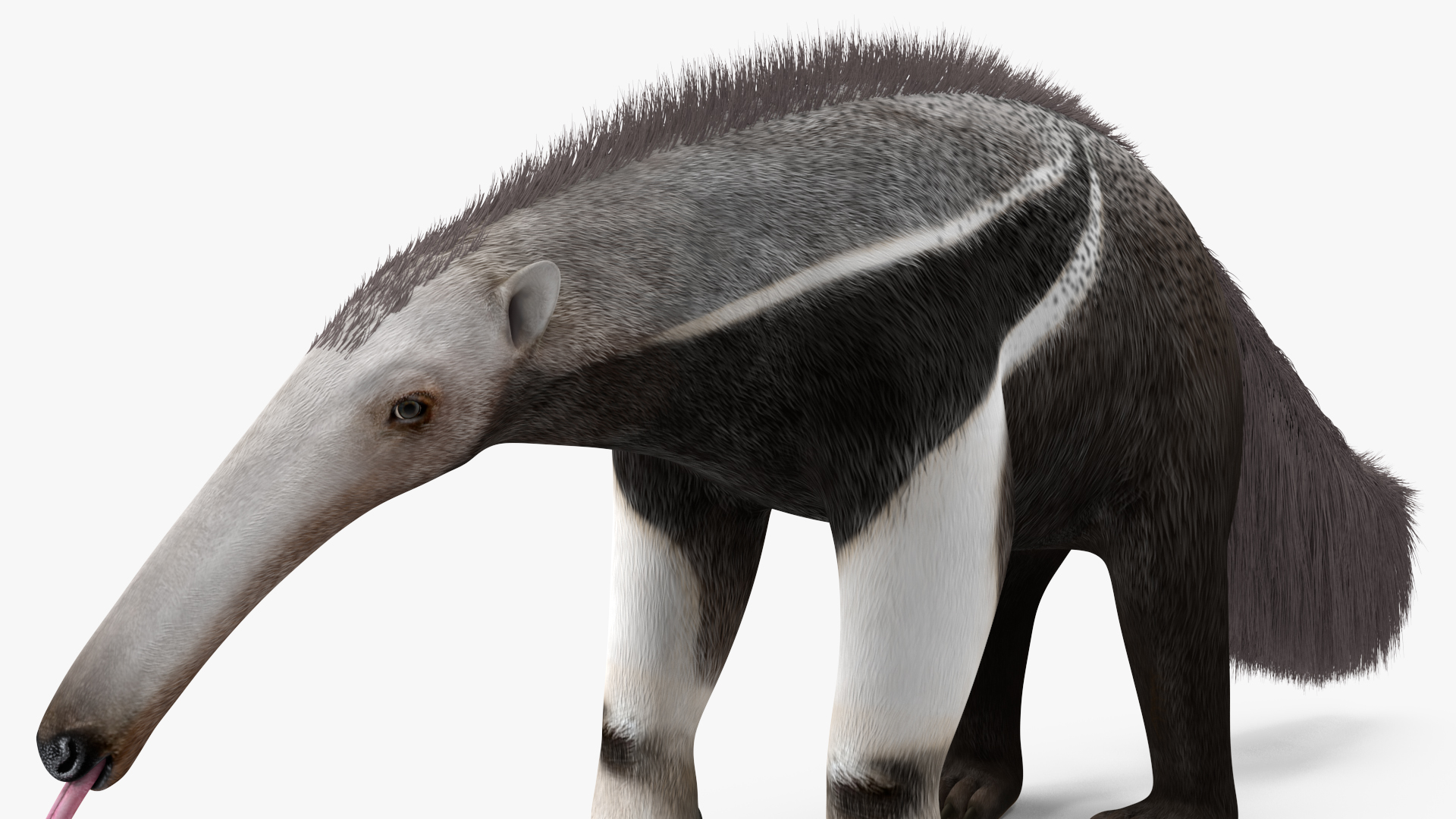 Anteater Standing Pose 3D