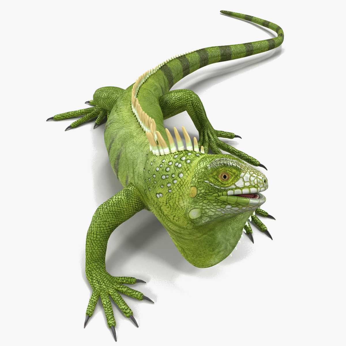 3D model Iguana Reptile Creature Rigged