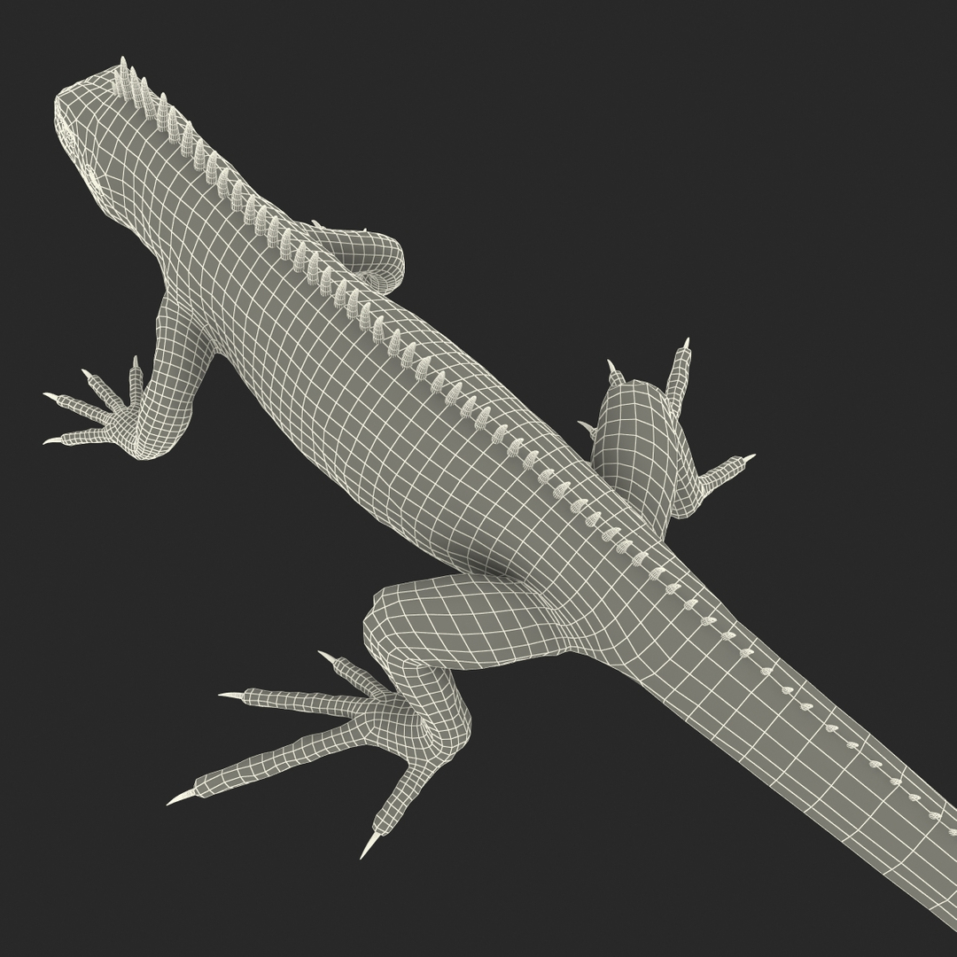 3D model Iguana Reptile Creature Rigged