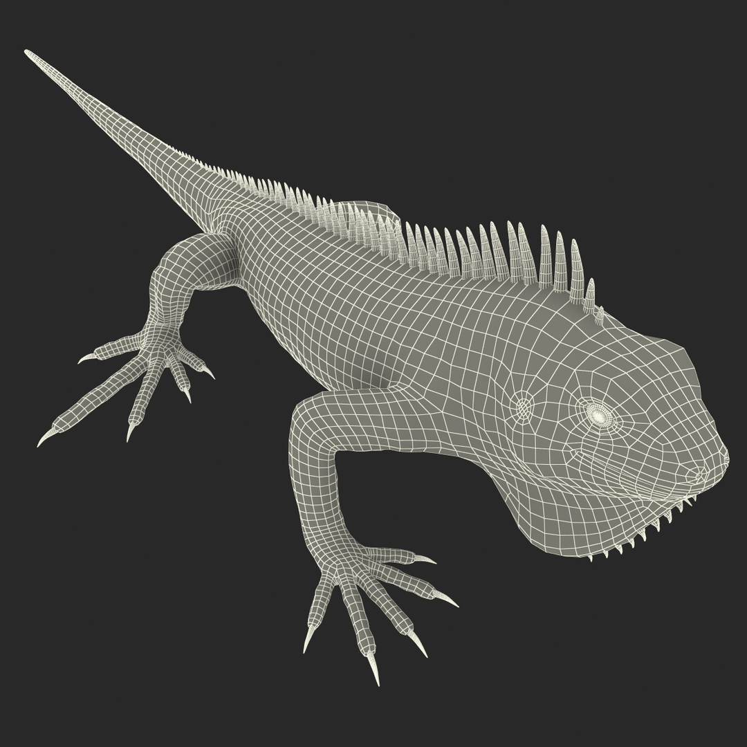 3D model Iguana Reptile Creature Rigged