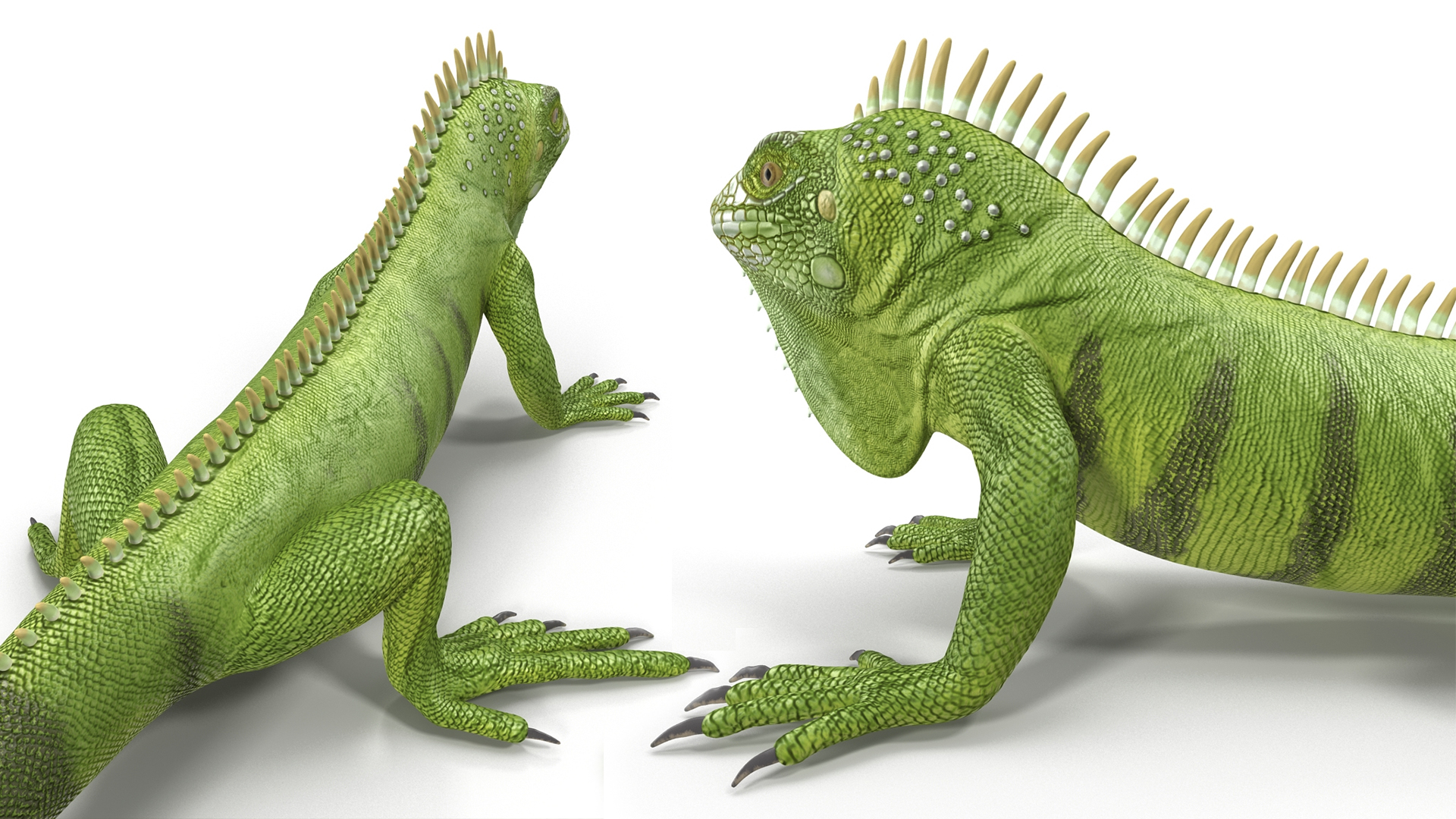 3D model Iguana Reptile Creature Rigged