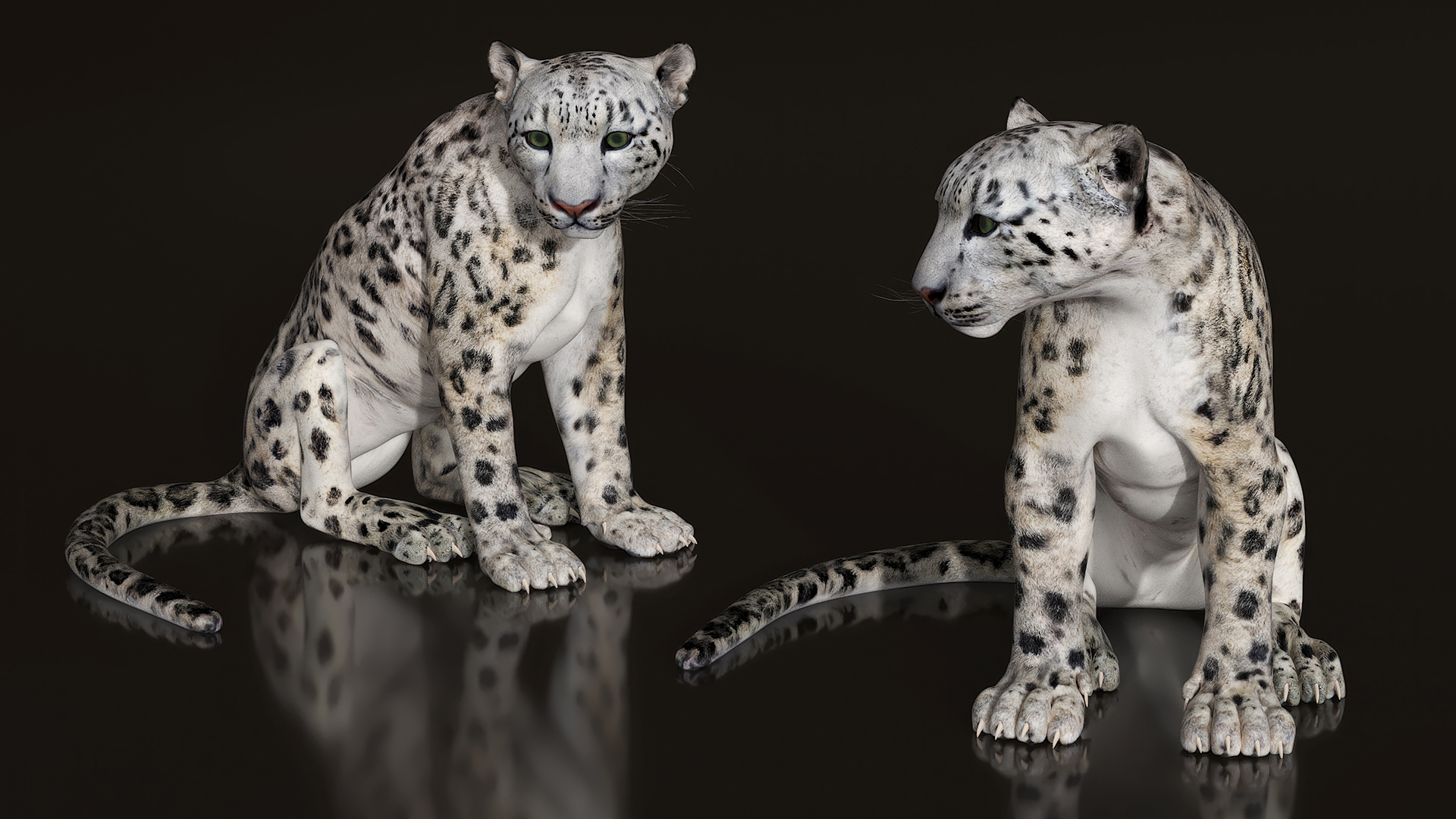 Snow Leopard Rigged 3D model