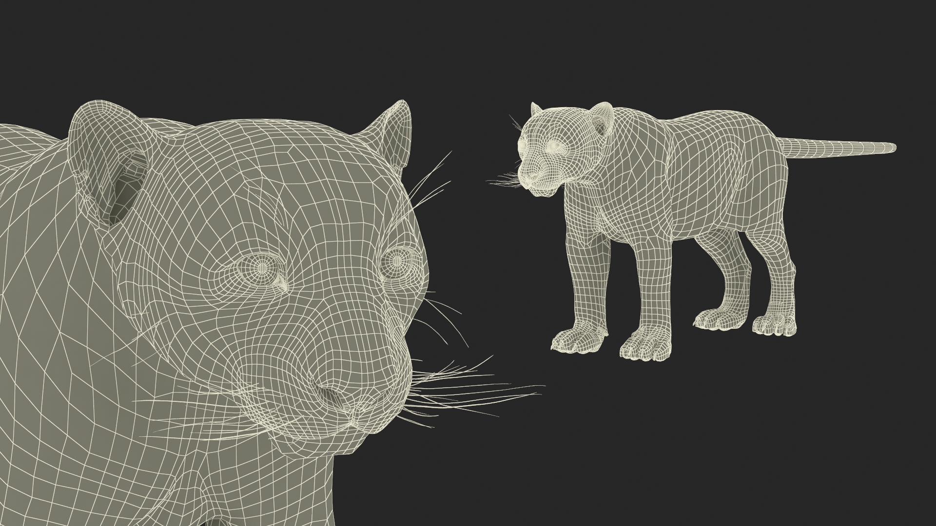 Snow Leopard Rigged 3D model