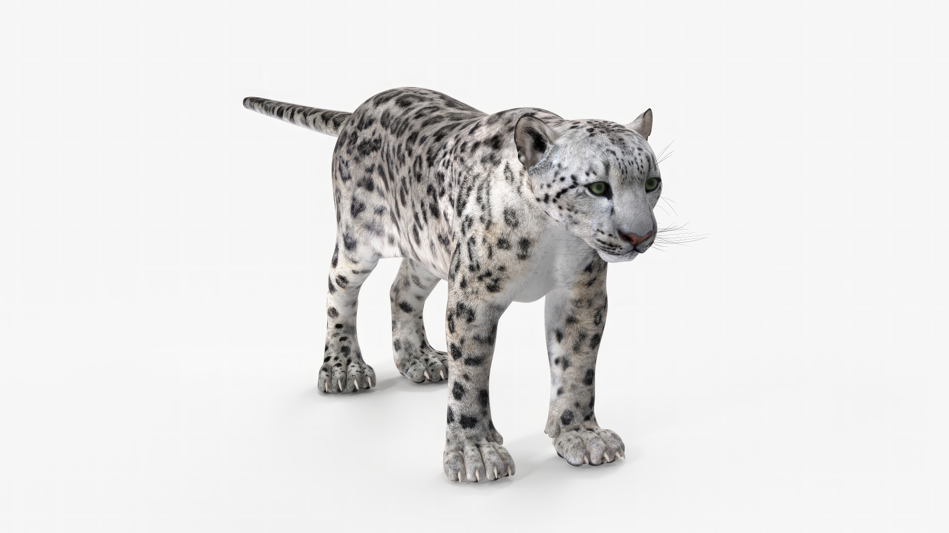 Snow Leopard Rigged 3D model