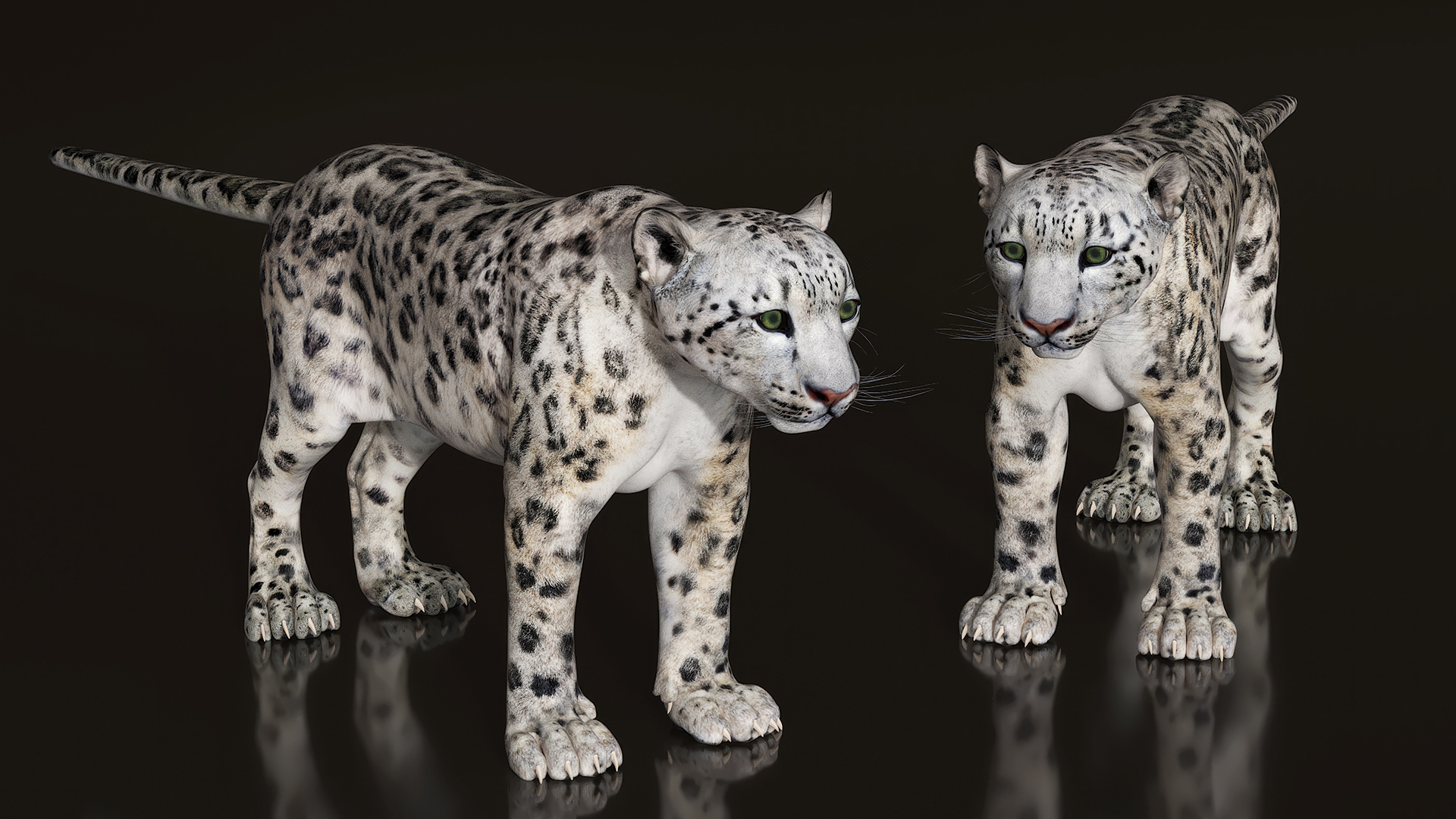 Snow Leopard Rigged 3D model