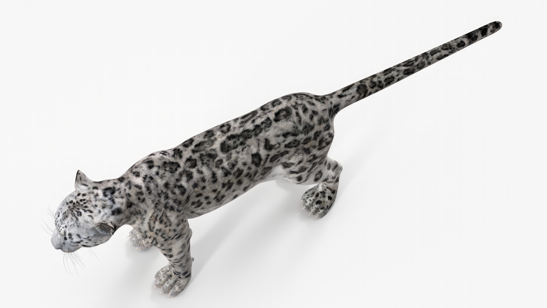 Snow Leopard Rigged 3D model