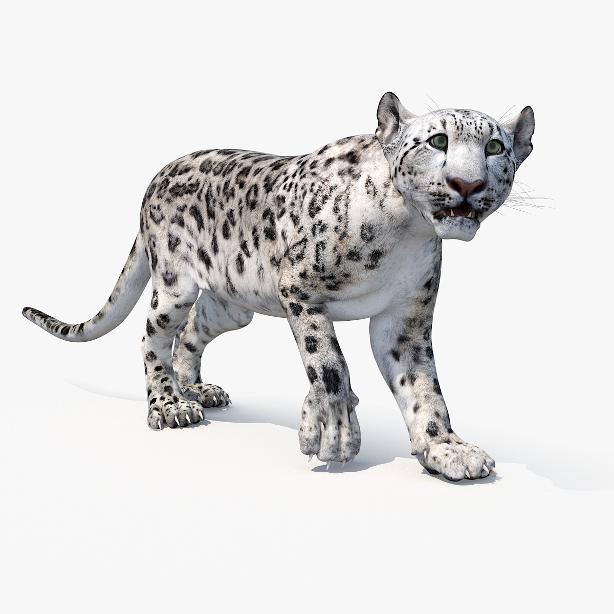 Snow Leopard Rigged 3D model