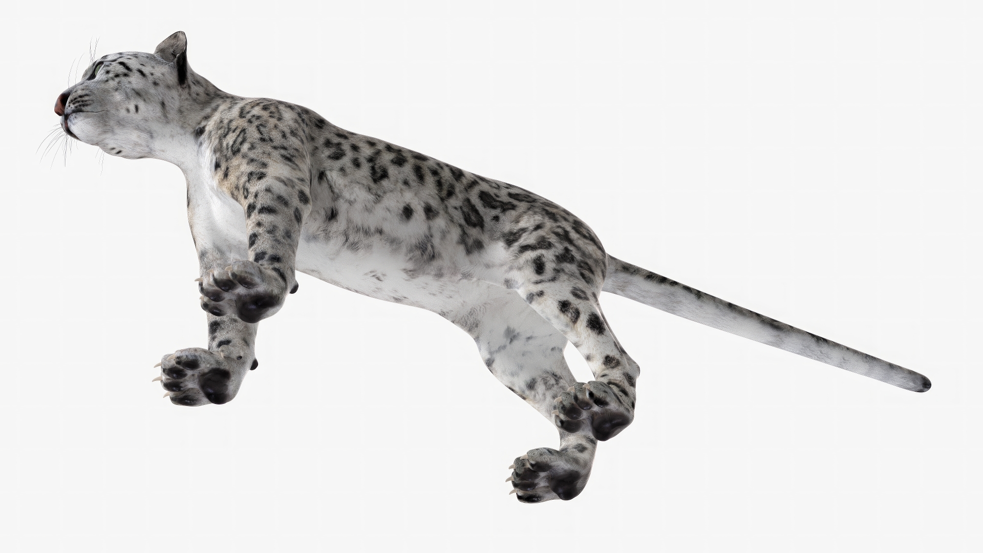 Snow Leopard Rigged 3D model