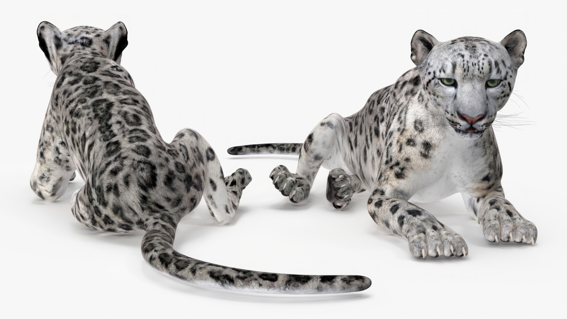 Snow Leopard Rigged 3D model