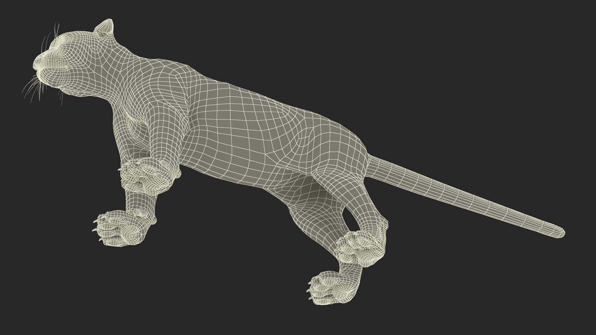 Snow Leopard Rigged 3D model