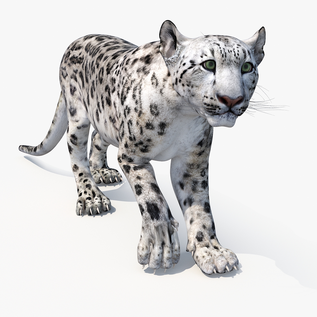 Snow Leopard Rigged 3D model