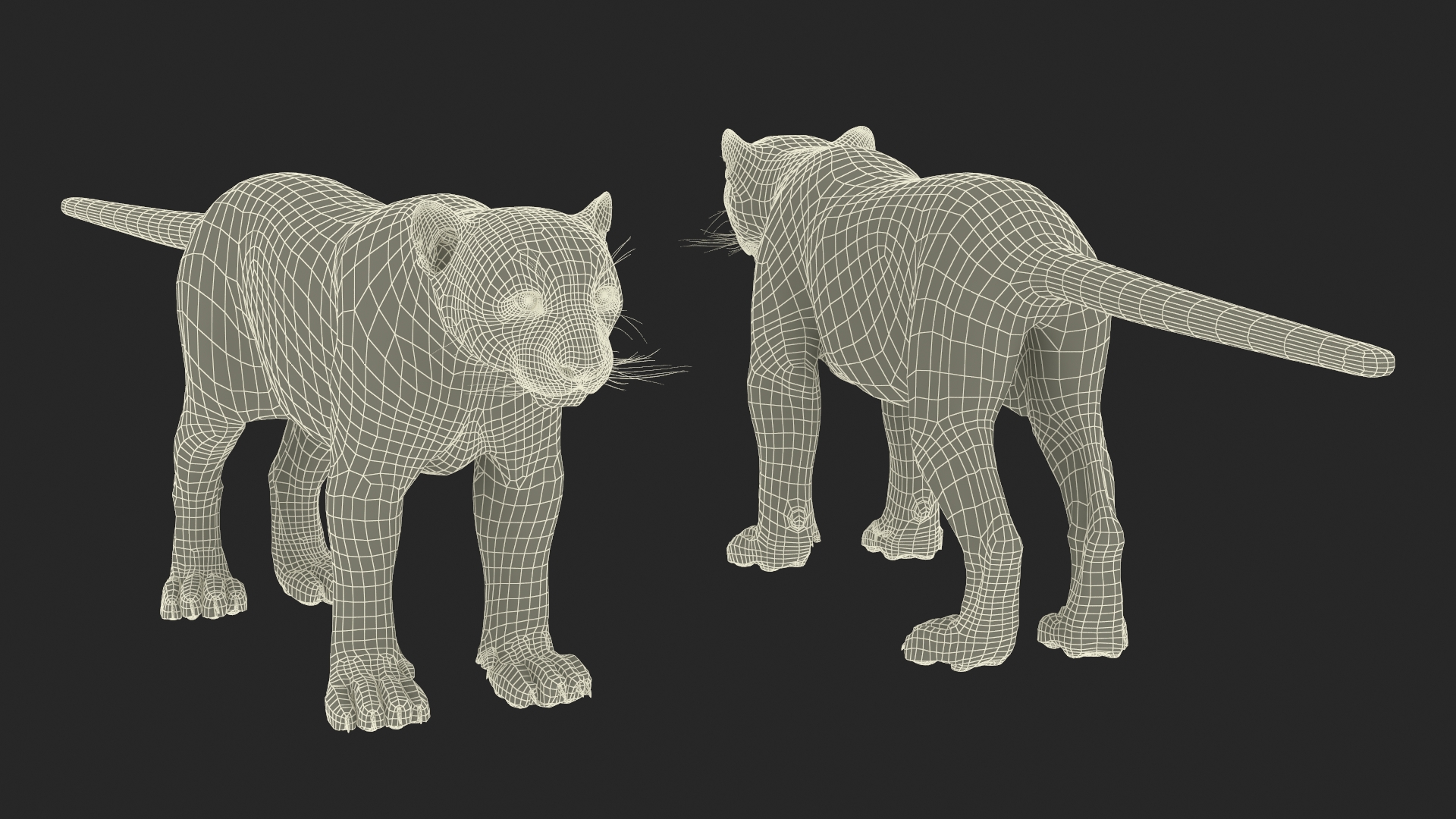 Snow Leopard Rigged 3D model