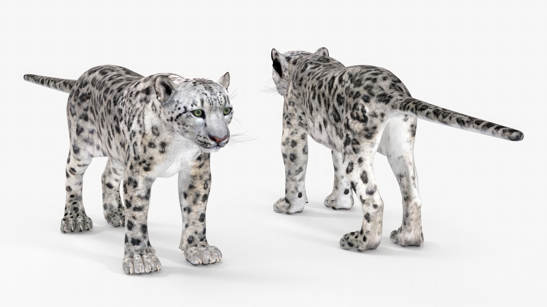 Snow Leopard Rigged 3D model