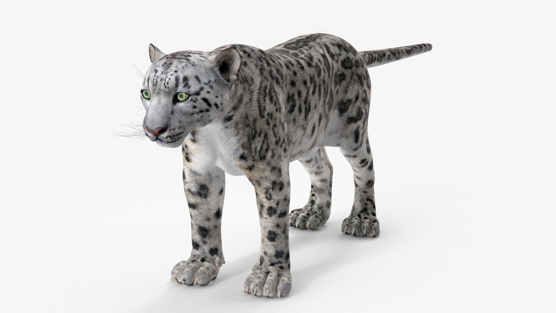 Snow Leopard Rigged 3D model