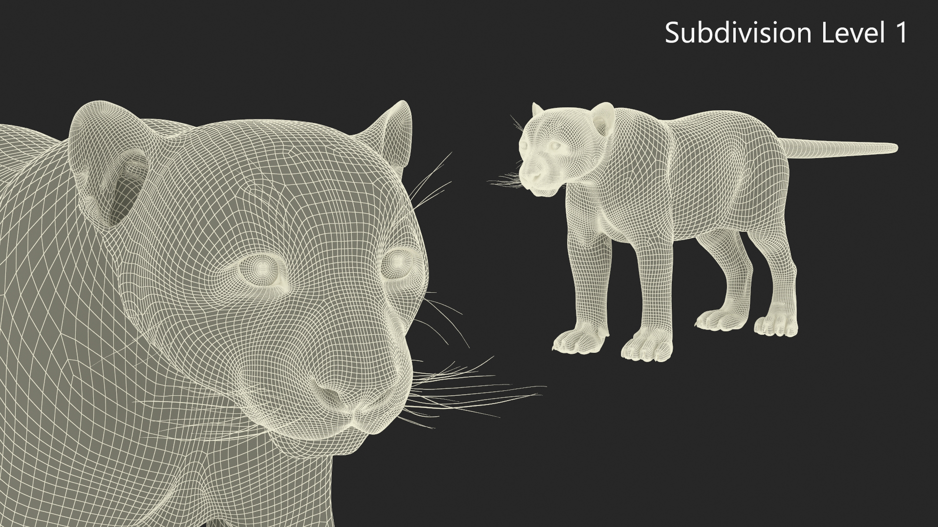 Snow Leopard Rigged 3D model