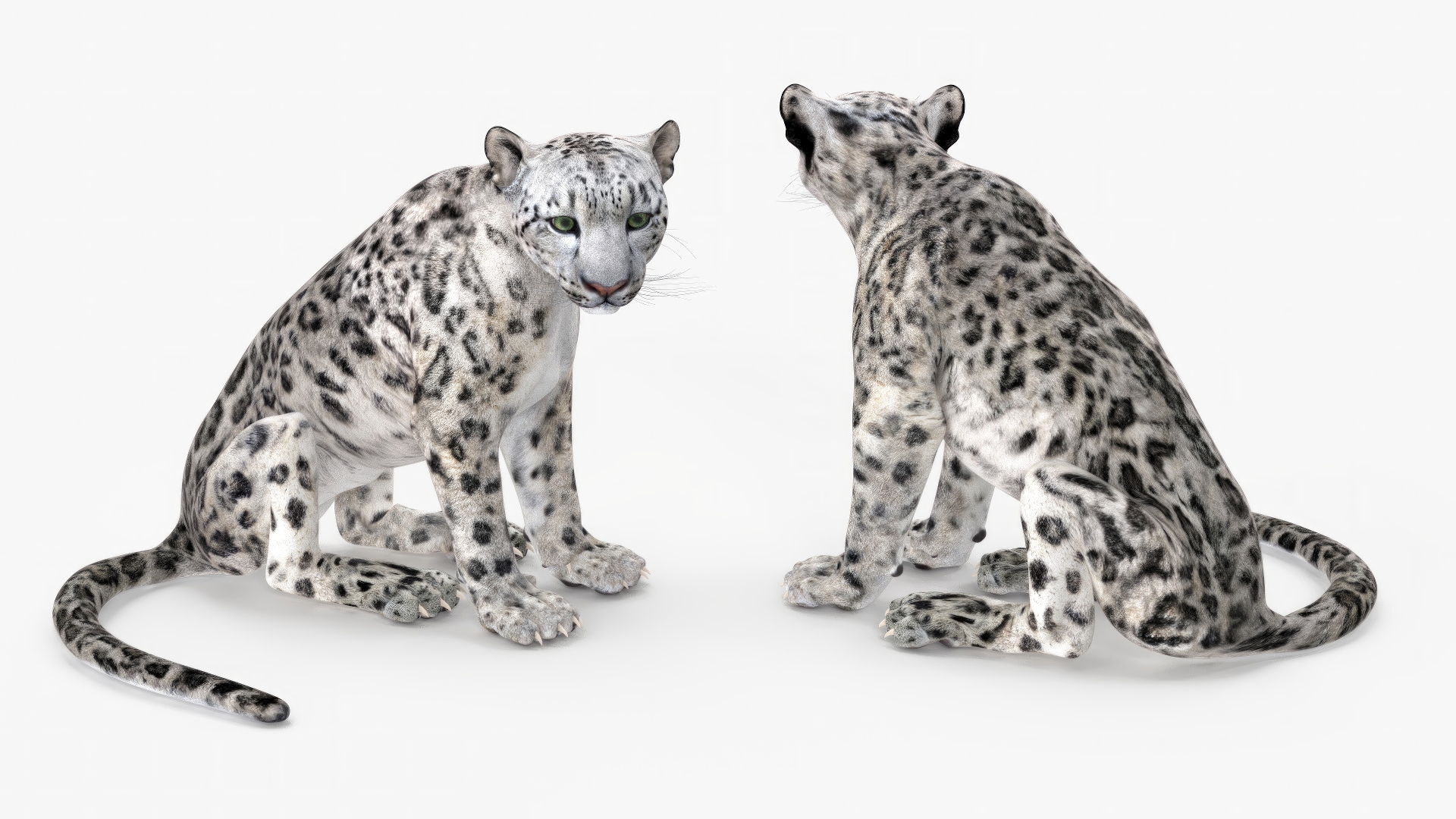 Snow Leopard Rigged 3D model