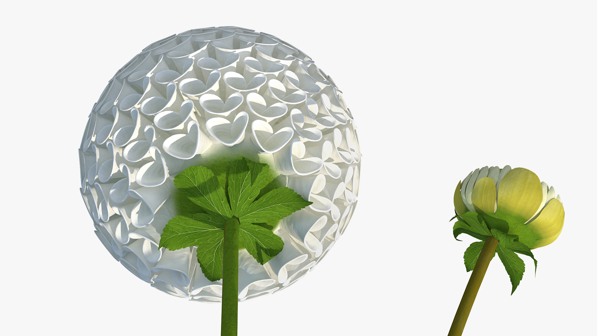 3D Dahlia Franz Kafka White Set model