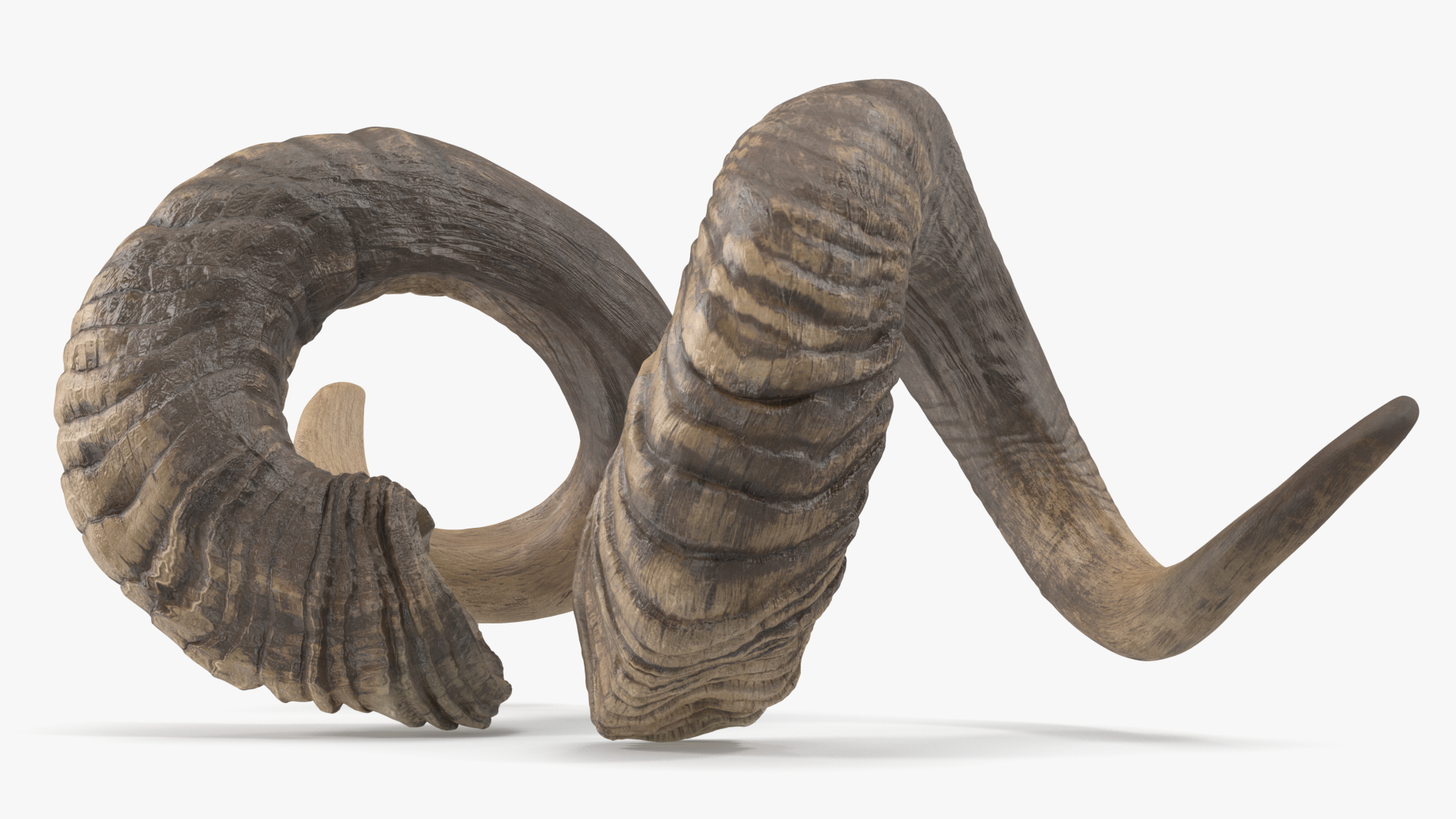 3D model Animal Twisted Horns Dark