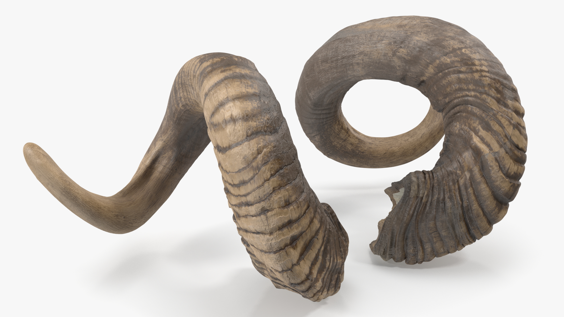 3D model Animal Twisted Horns Dark