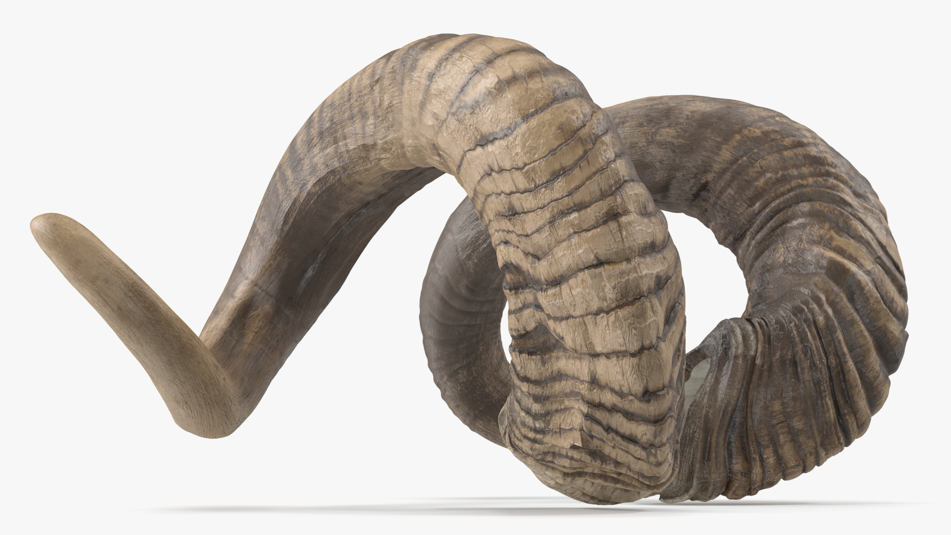 3D model Animal Twisted Horns Dark