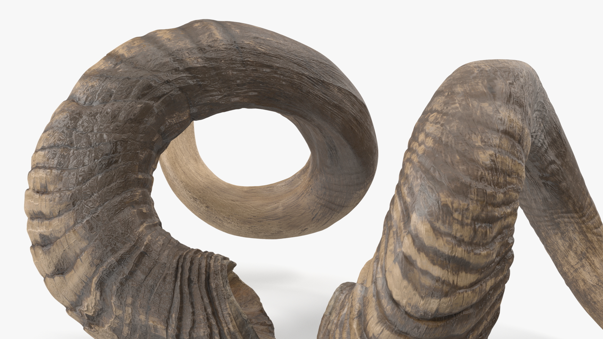 3D model Animal Twisted Horns Dark