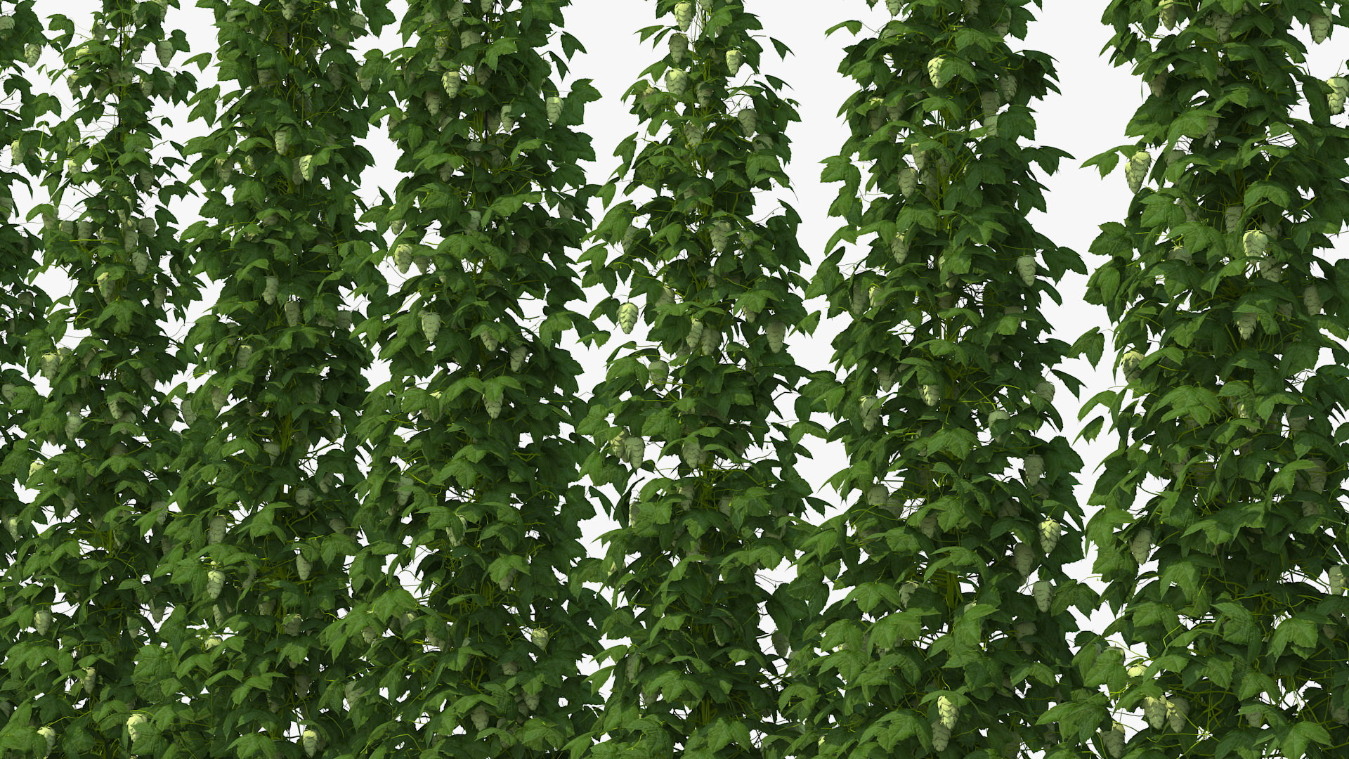 Green Growing Hops Plantation 3D model