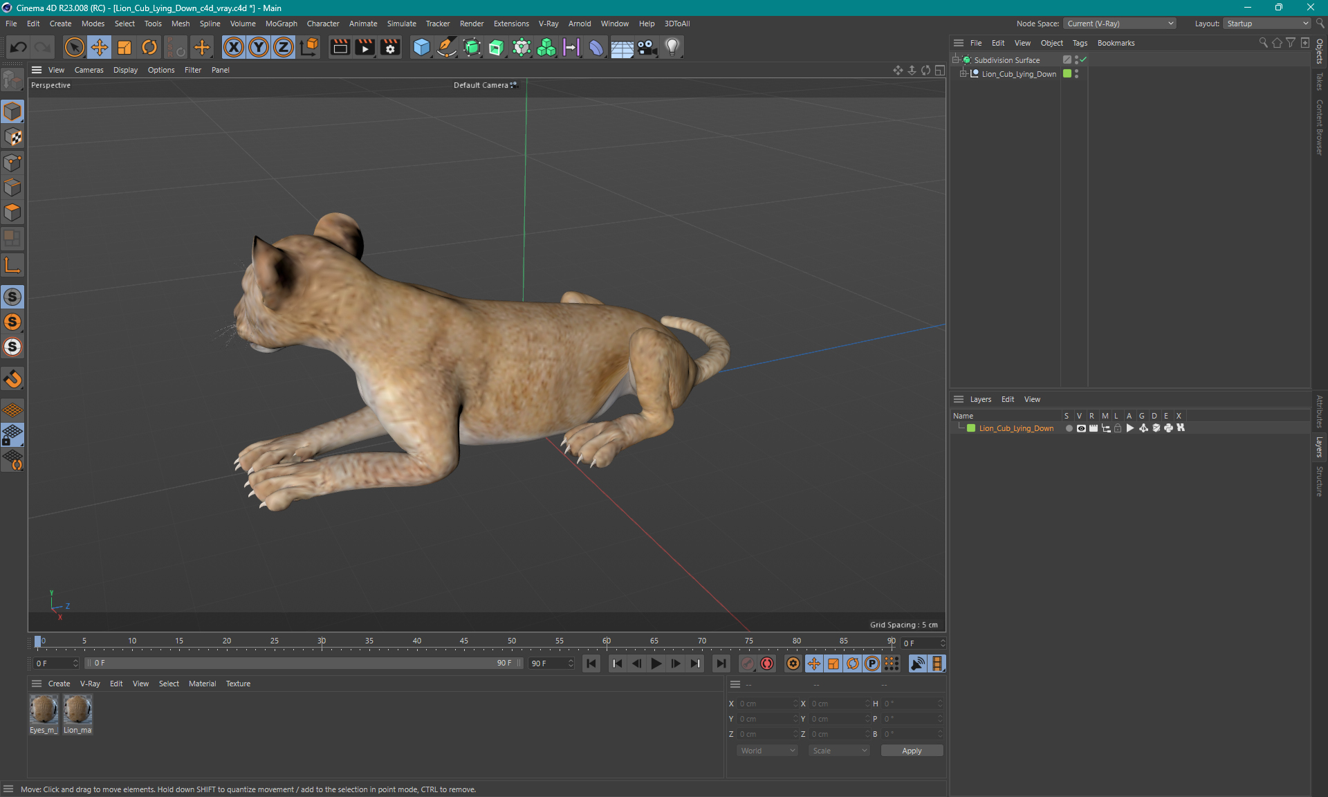 Lion Cub Lying Down 3D model