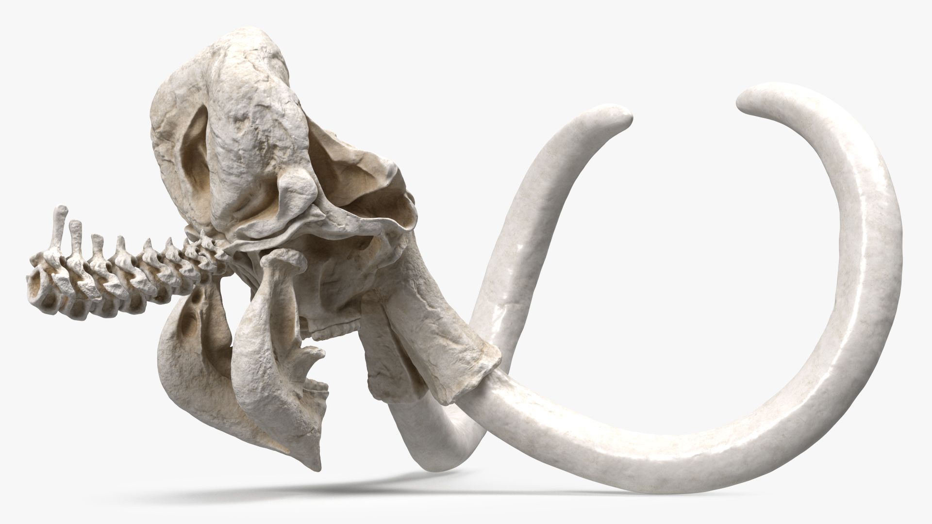 3D Mammoth Skull model