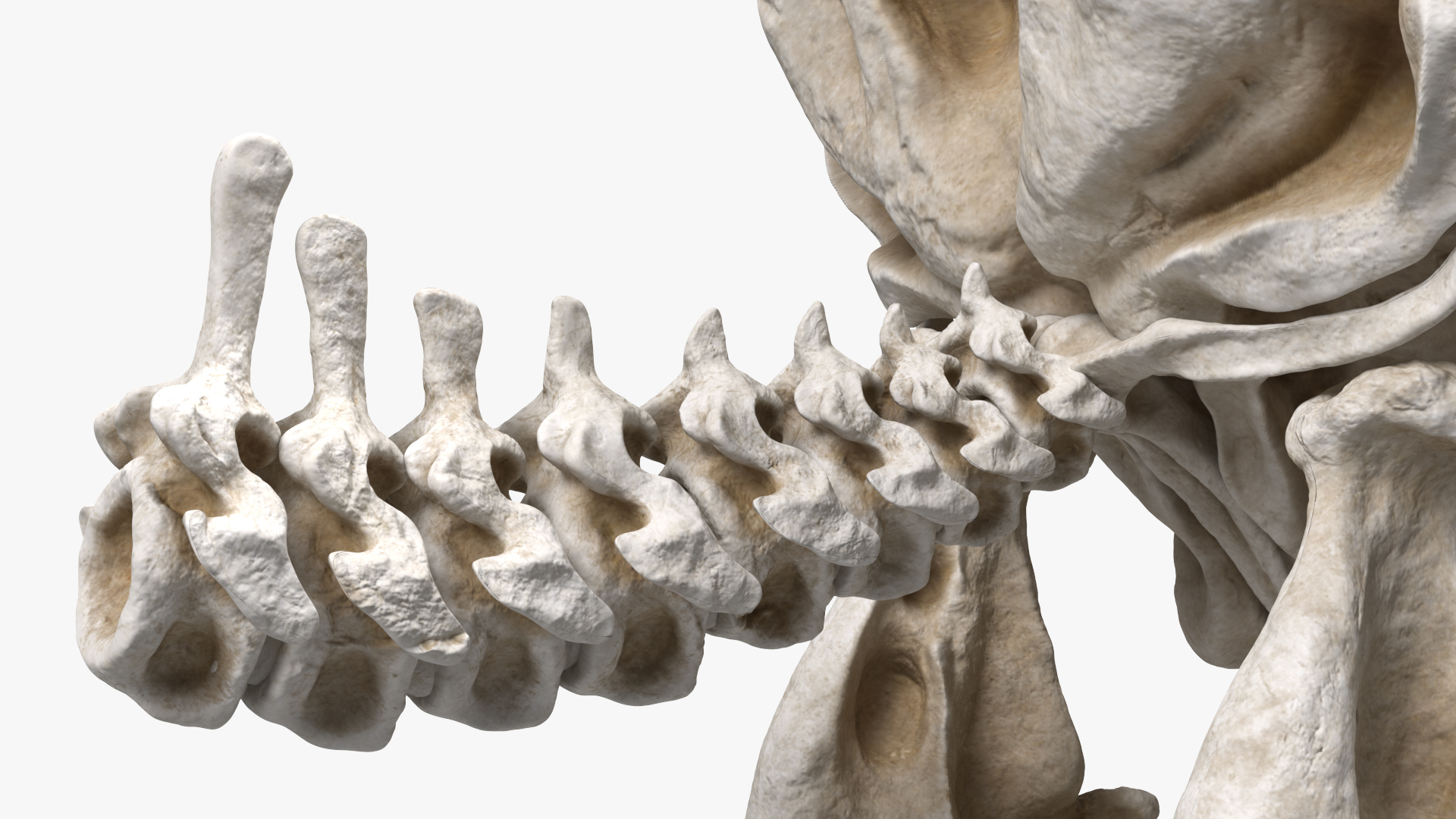 3D Mammoth Skull model