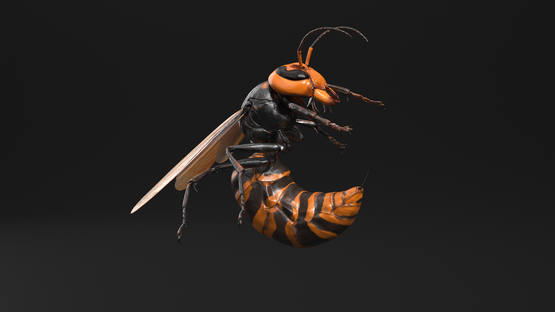 3D Northern Giant Hornet Attack Pose model