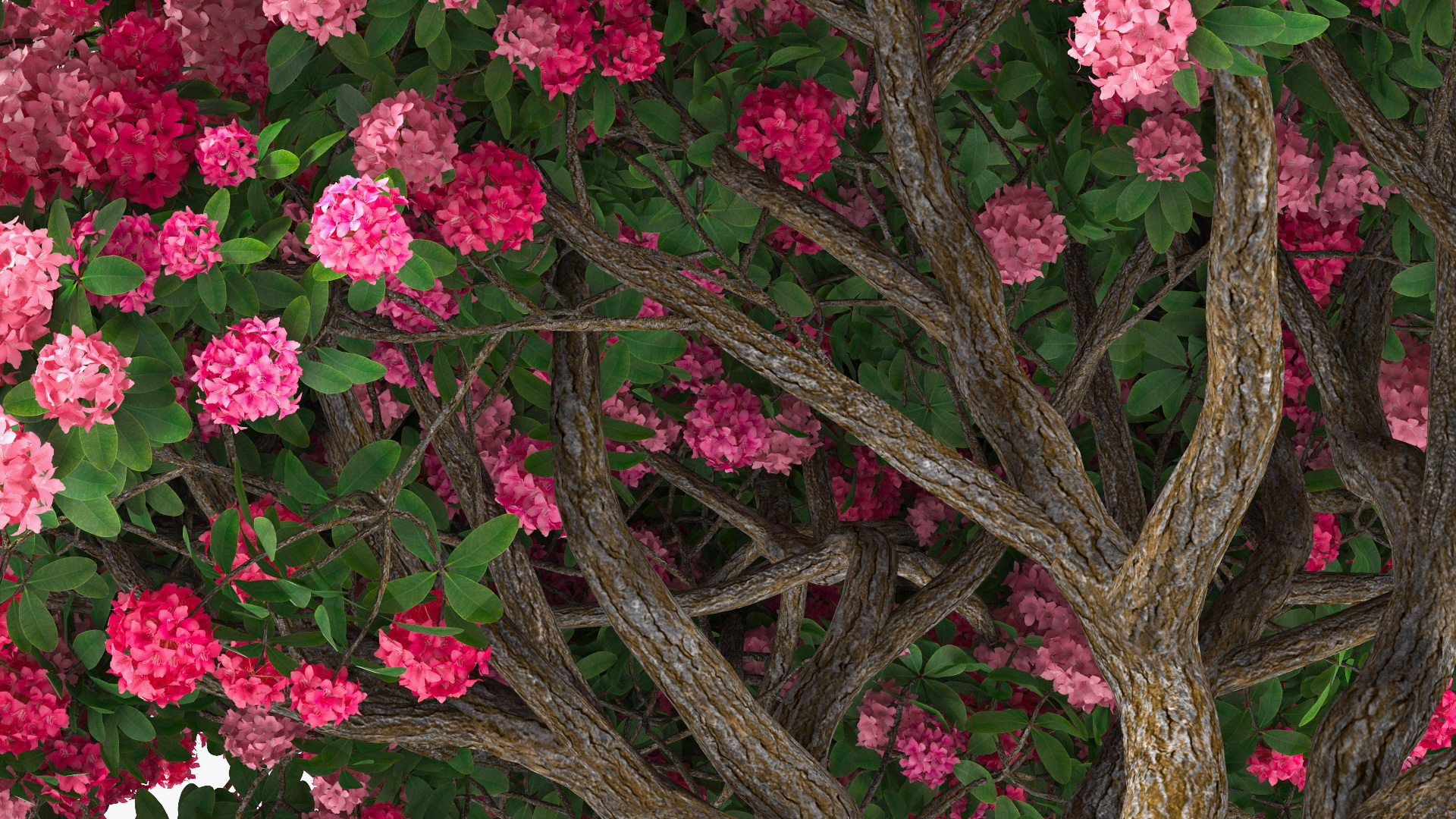 Pink Rhododendron Tree 3D