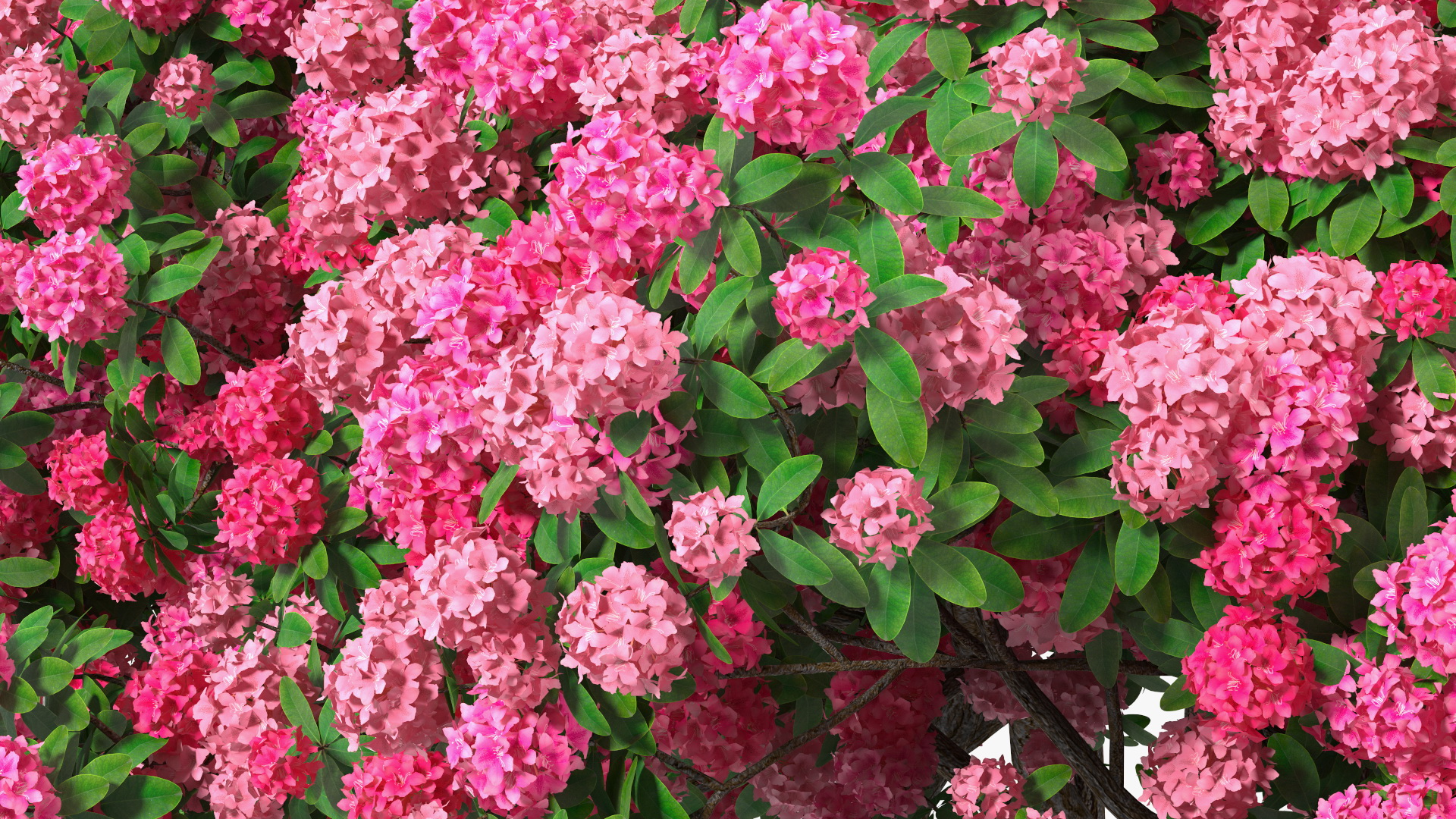 Pink Rhododendron Tree 3D