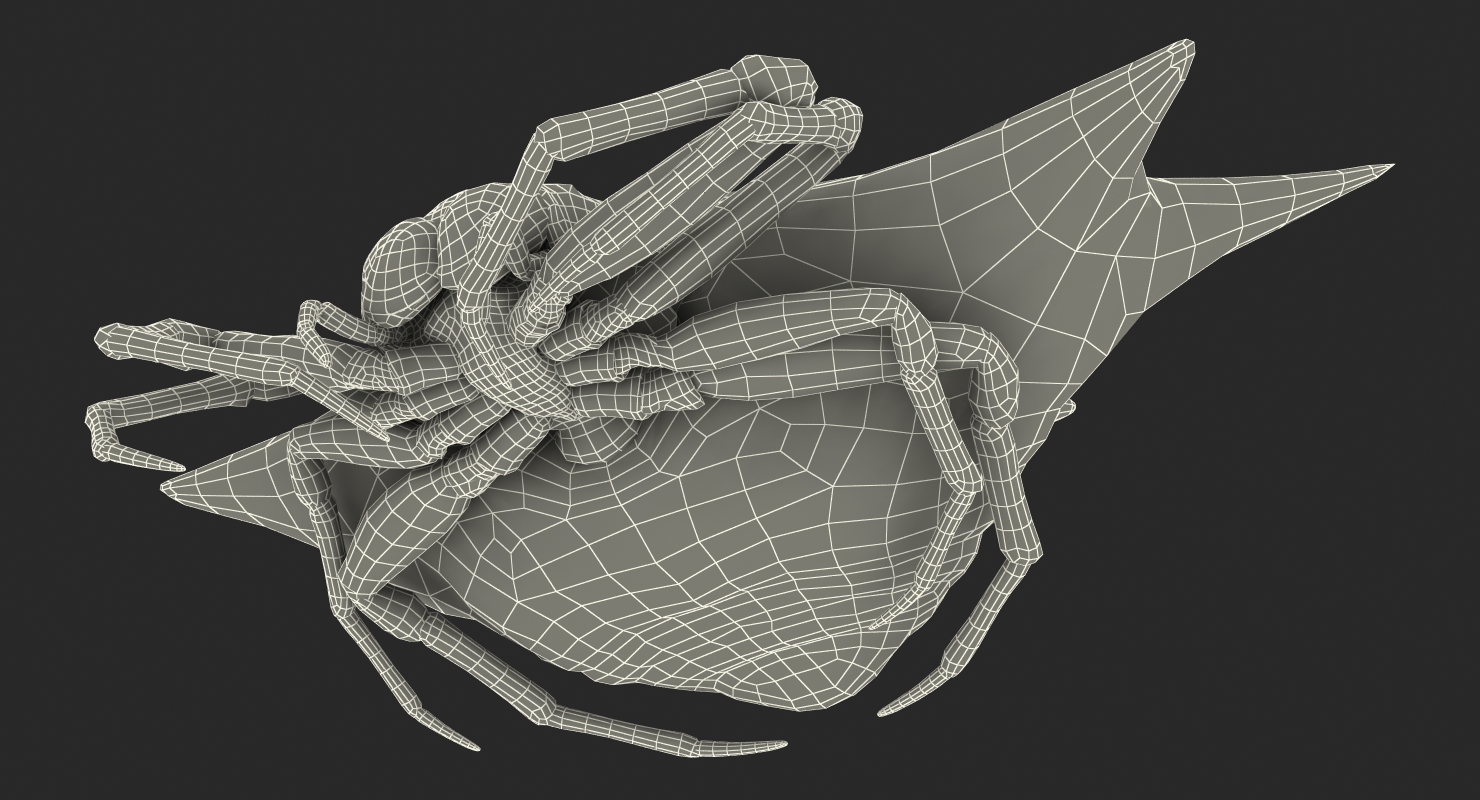 3D model Spiny Orb Weaver Spider Rigged