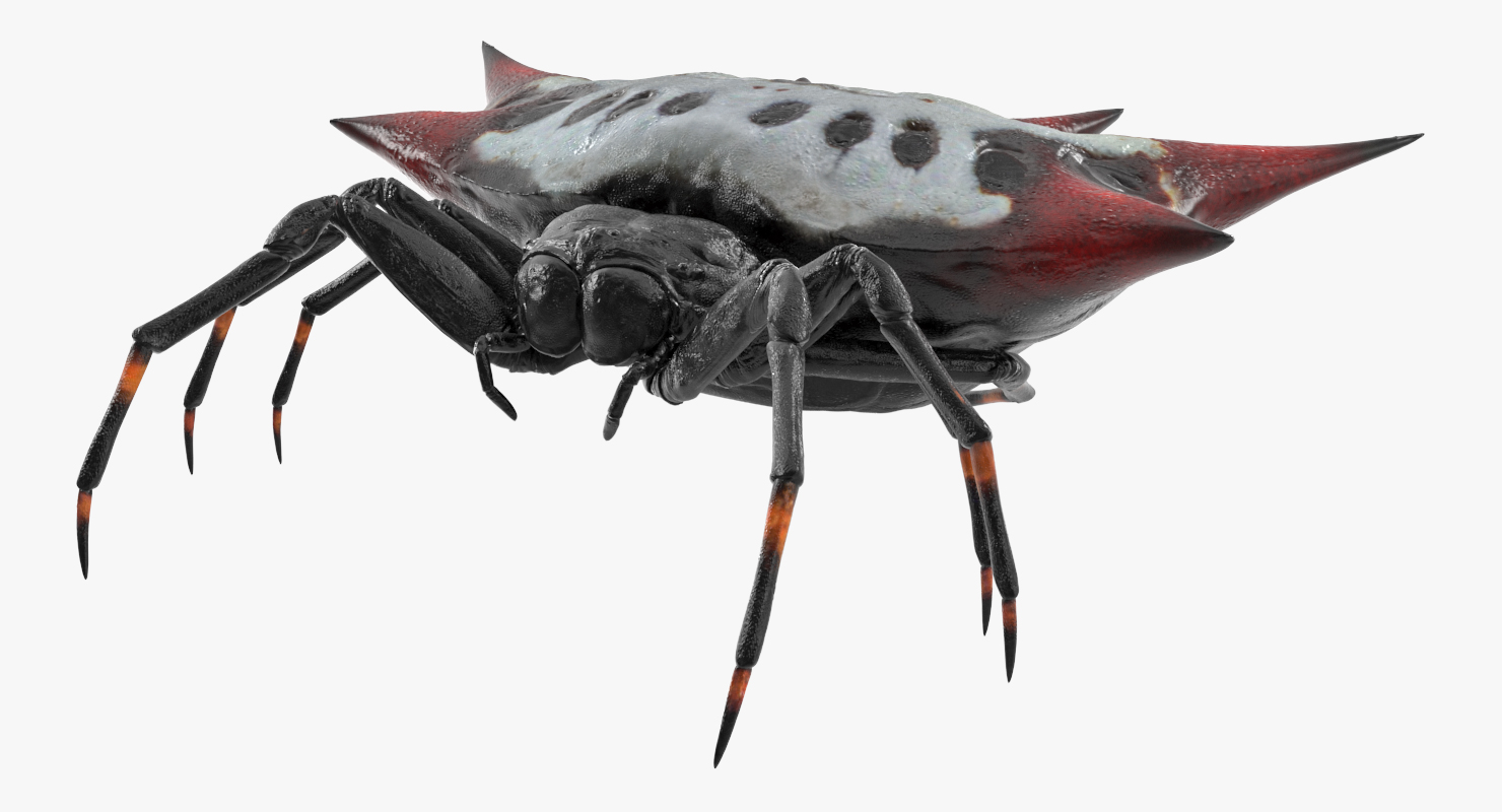 3D model Spiny Orb Weaver Spider Rigged