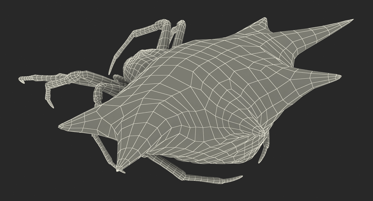 3D model Spiny Orb Weaver Spider Rigged